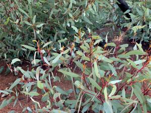 Eucalypt trees had significant more re-growth in September 2021, 18 months on from the bushfires - the perfect home for lerps. Image: Alana McClelland.