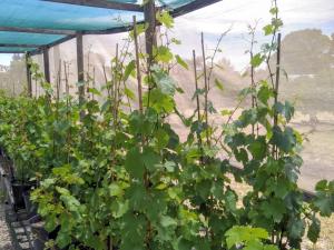 Potted vines. Image by Natalia Caliani