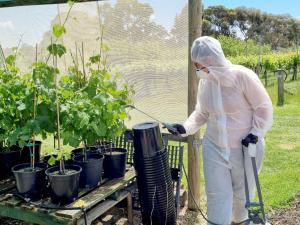 A ghostbuster around the vineyard! Natalia spraying to combat some powdery mildew and botrytis symptoms. Image by Natalia Caliani