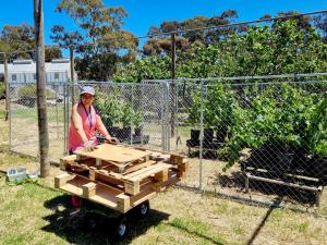 Natalia Caliani with potted grapevines at the University of Adelaide's Waite campus. Image by Natalia Caliani