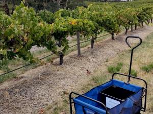 Harvesting grapes at the Pewsey Vale vineyard