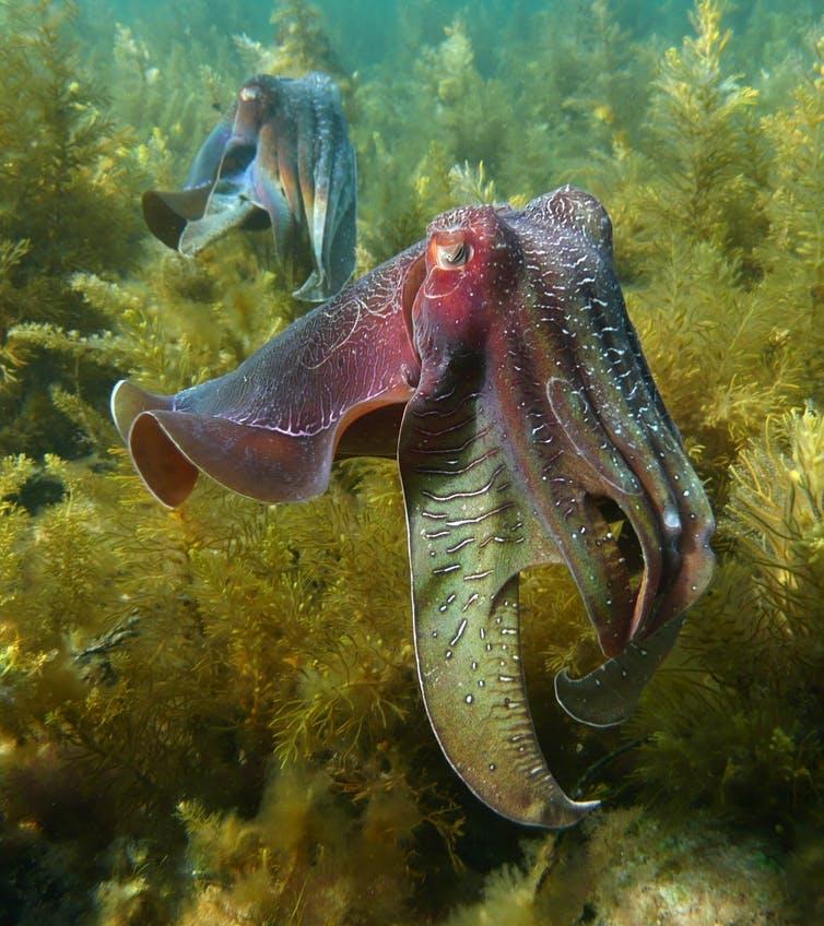 Giant Australian cuttlefish can change the colour and texture of their skin. David Wiltshire, Author provided