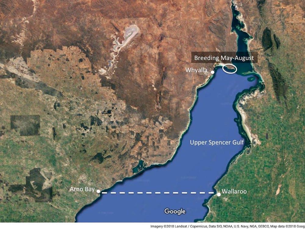Cuttlefish breeding map