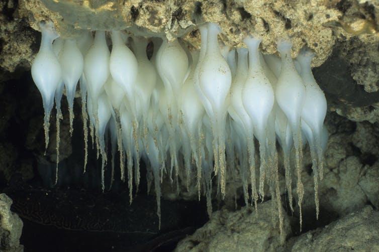 Cuttlefish eggs deposited on the underside of rocks. Fred Bavendam, Author provided