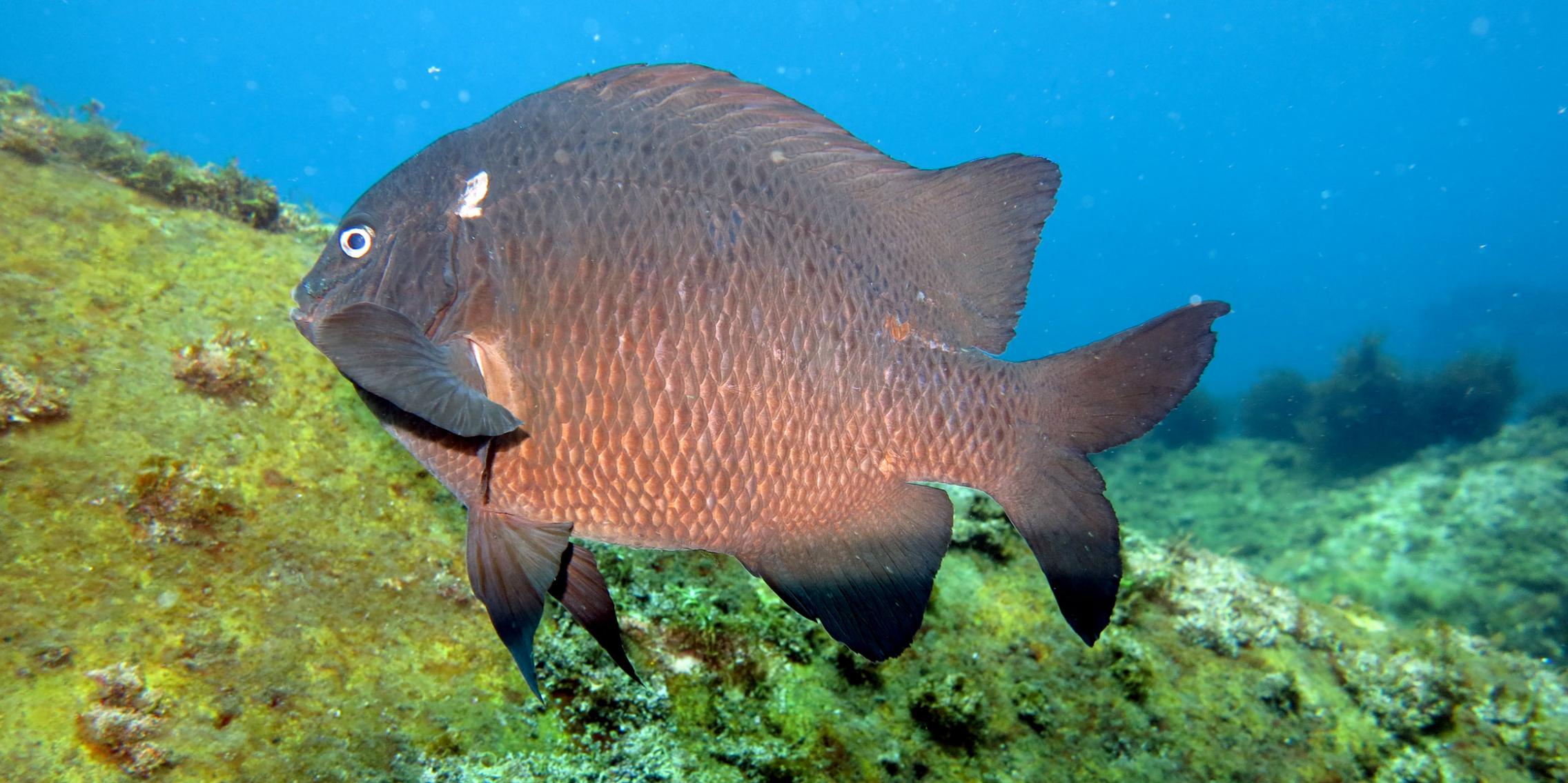 A damselfish at the volcanic seep in New Zealand.