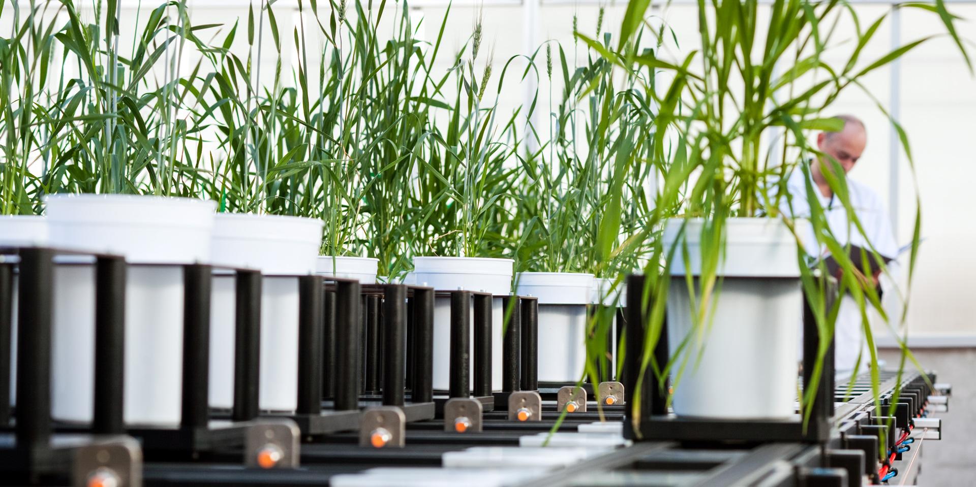 Human epilepsy drugs alter signalling process in stressed plants