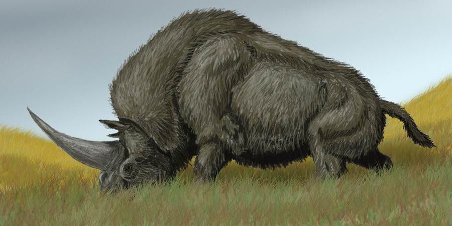 Climate change wiped out the 'Siberian unicorn'