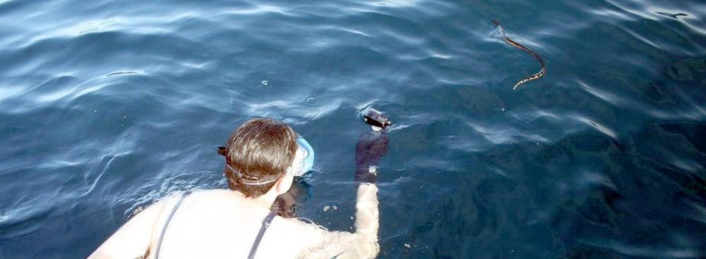 Evolutionary biologist Jenna Crowe-Riddell