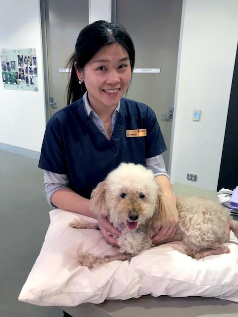 Internal medicine veterinarian Dr Jane Yu from the University’s Companion Animal Health Centre, says there are a number of wild mushroom species in South Australia that could cause problems for dogs.