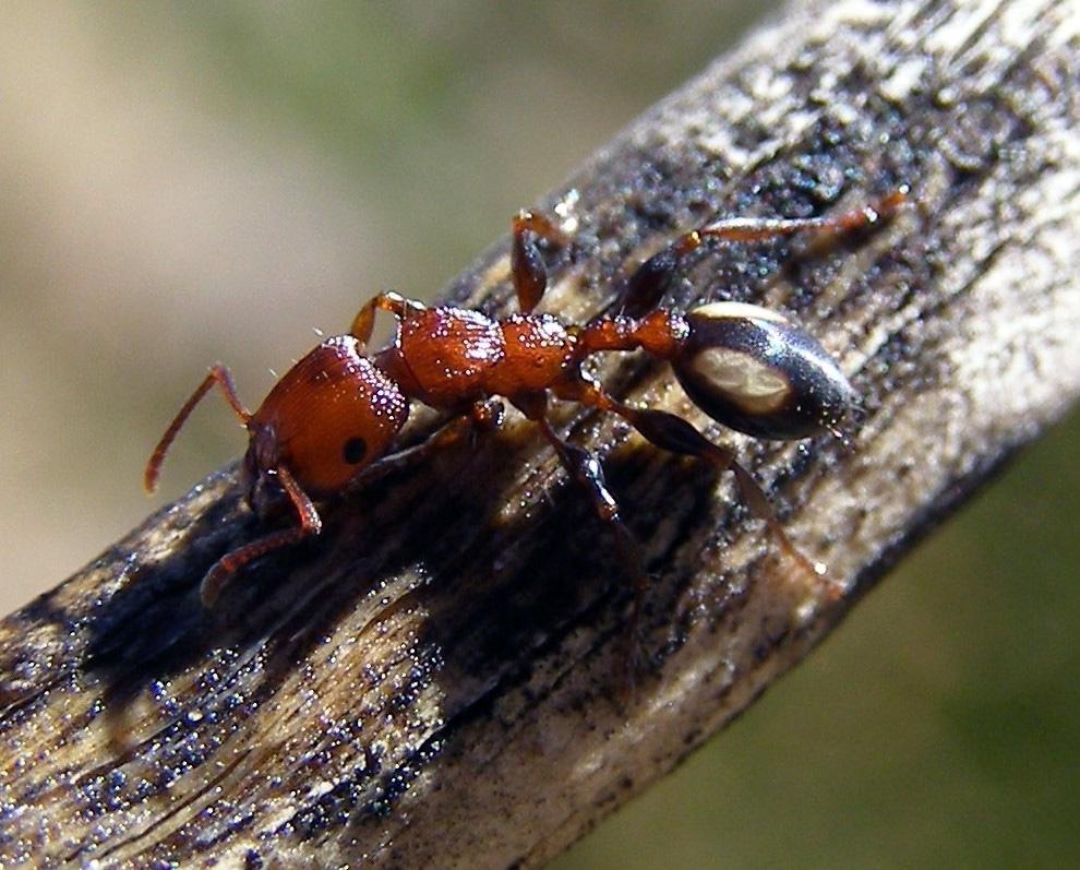 Podomyrma adelaidae ant image