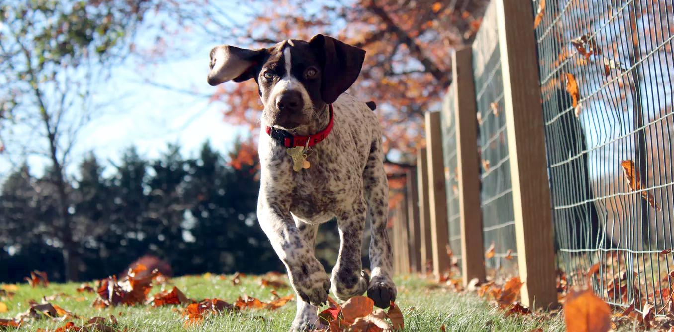 News - dog running, animal and vet article