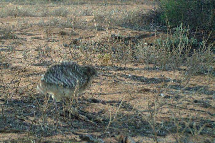 News Malleefowl video grab