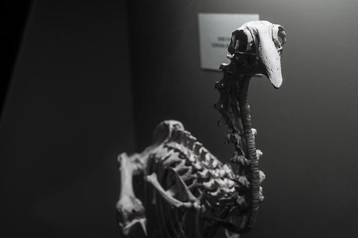Adzebill skeleton on display in the Canterbury Museum, New Zealand
