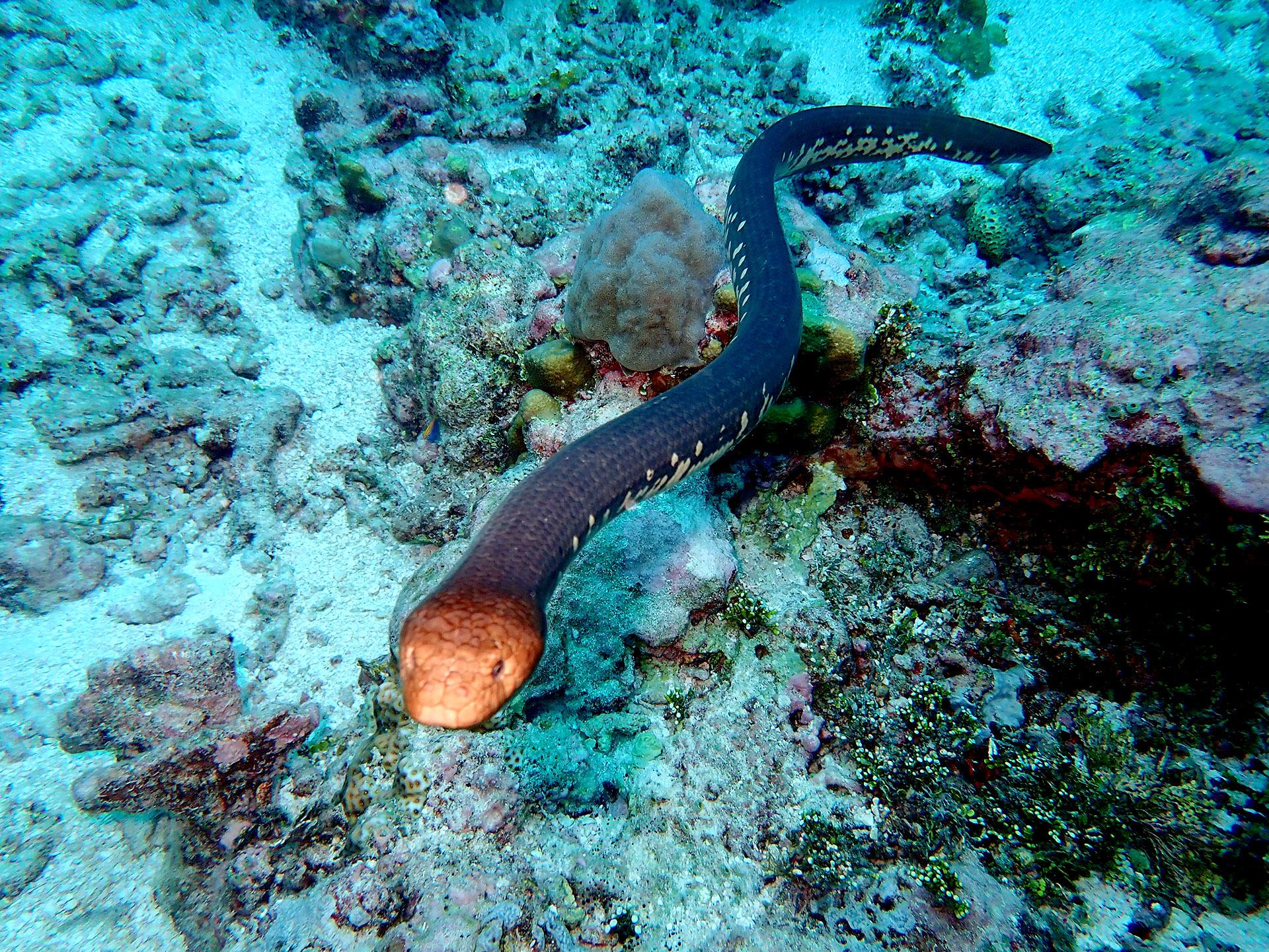 Olive sea snake