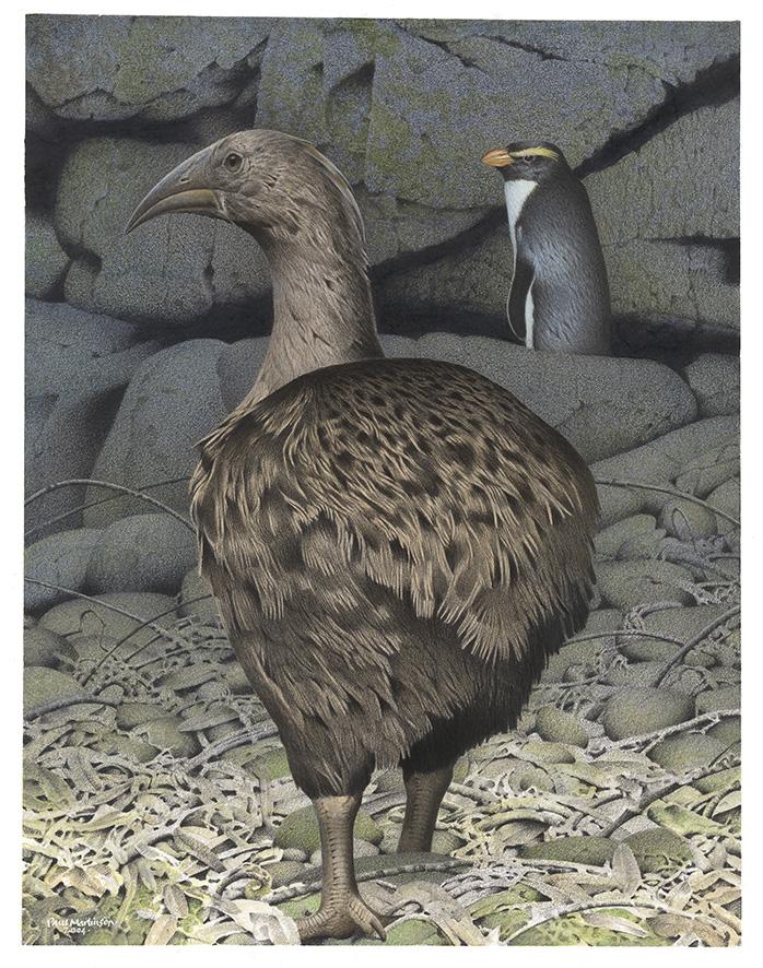 South Island Adzebill