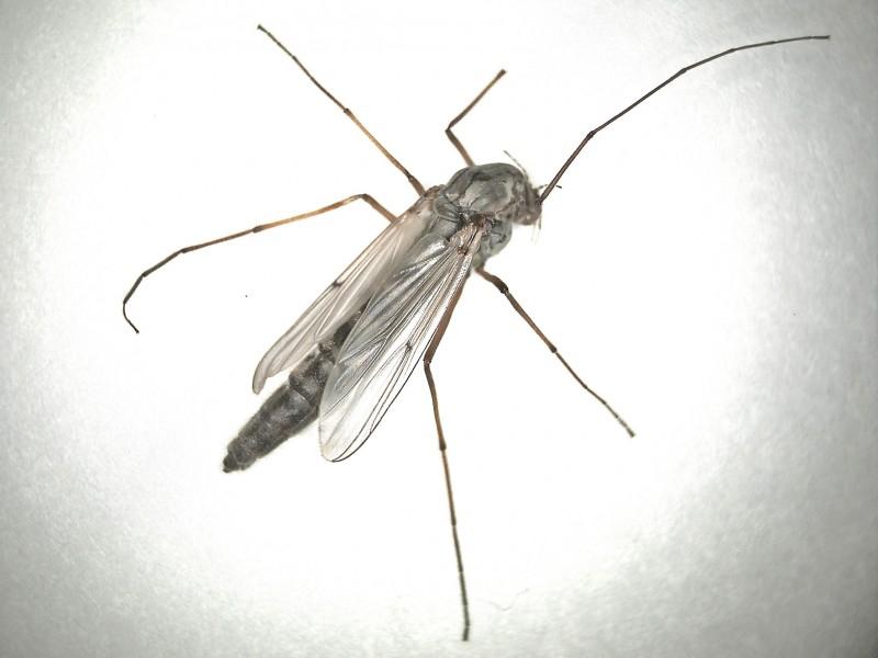 non biting midge