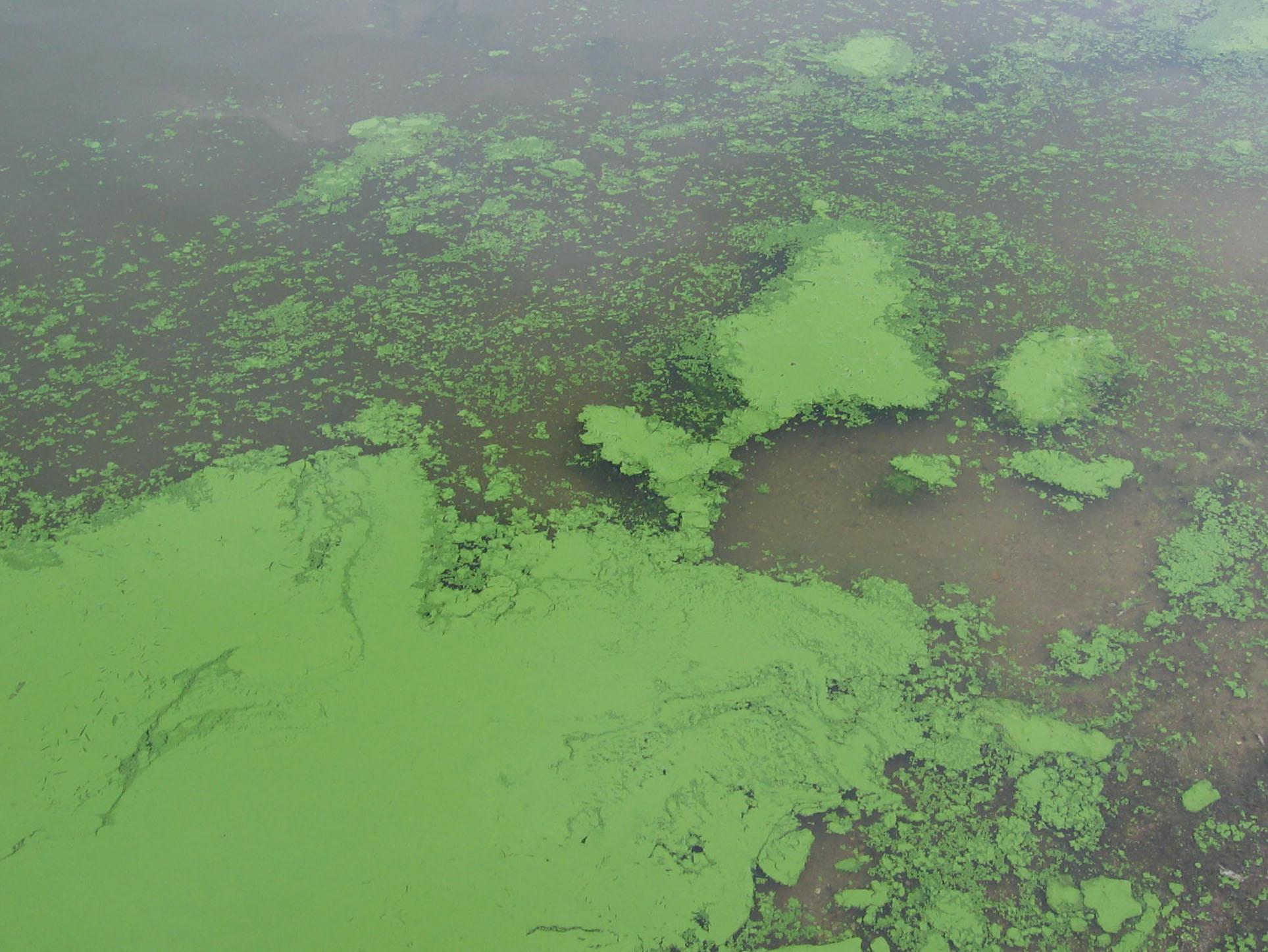 Algae bloom