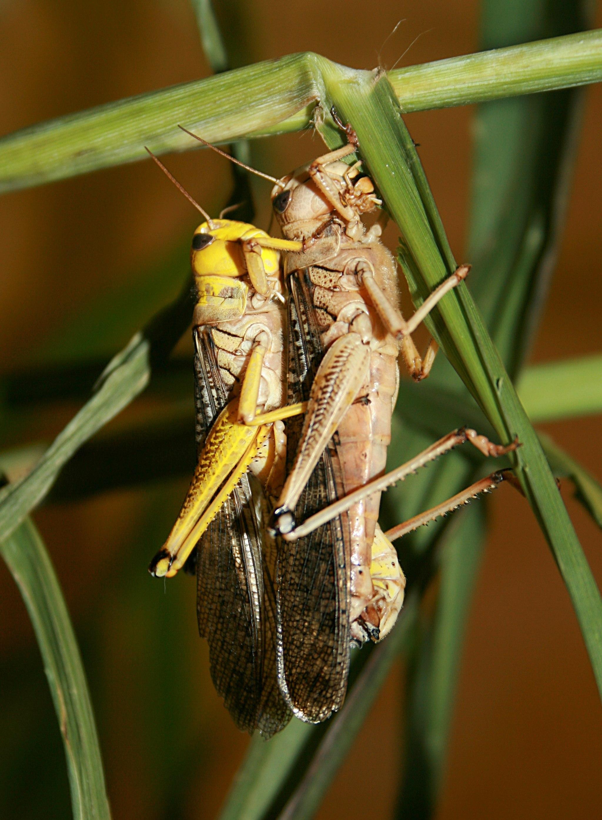 Australian plague locusts