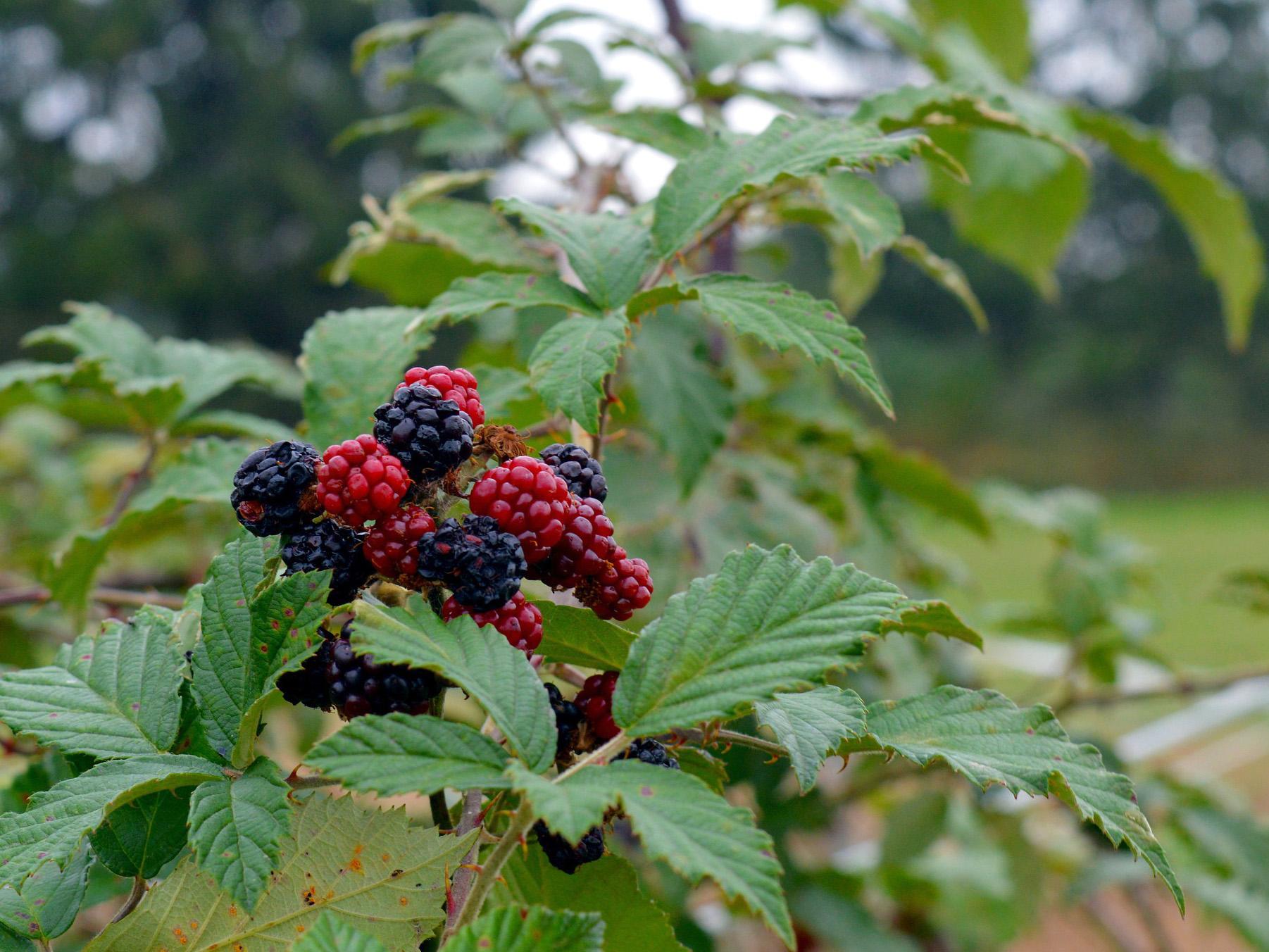 Invasive species - blackberry