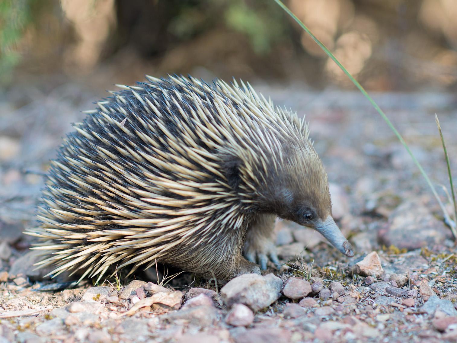 Echidna research