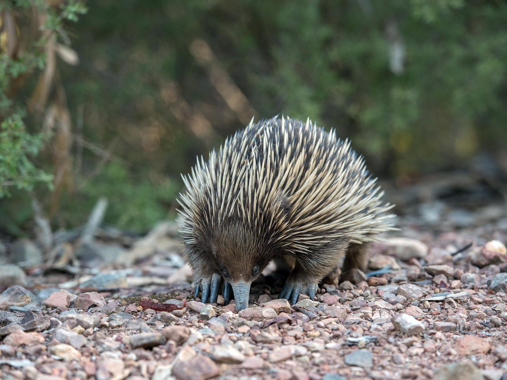 Echidna research