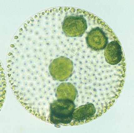 Study the evolution of sex