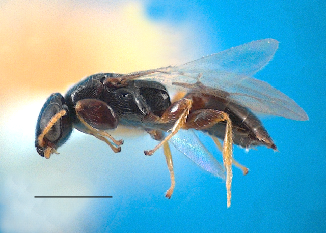 Goniozus jacintae