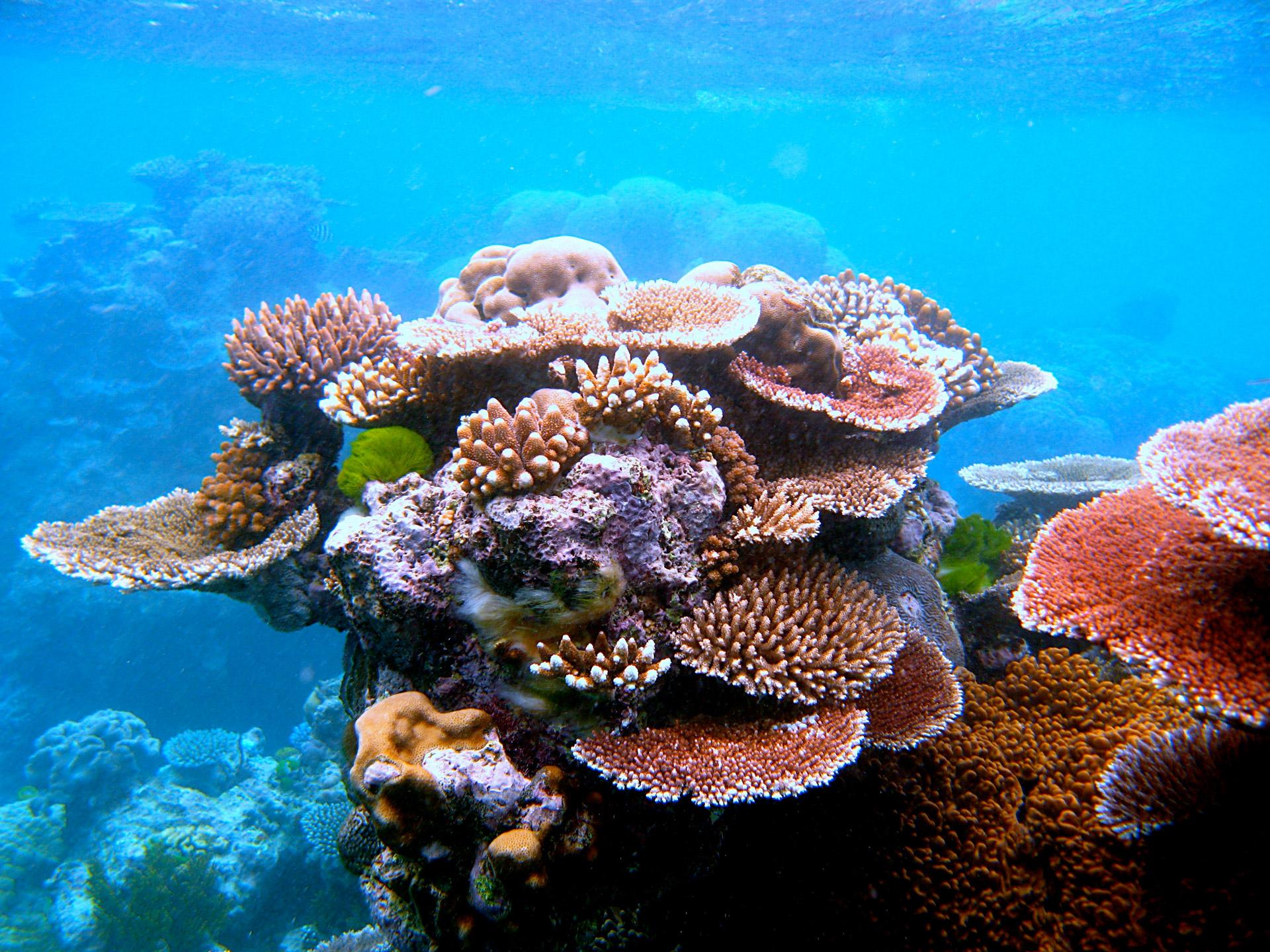 Effects of climate change on the diversity of Great Barrier Reef marine life