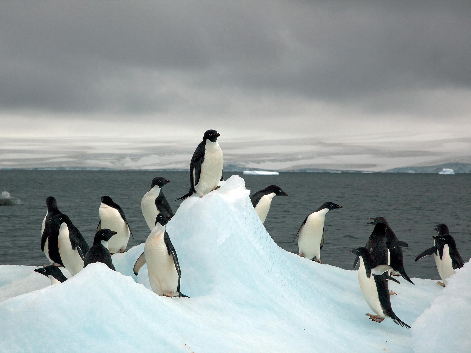 Ocean warming and impact on changes wildlife