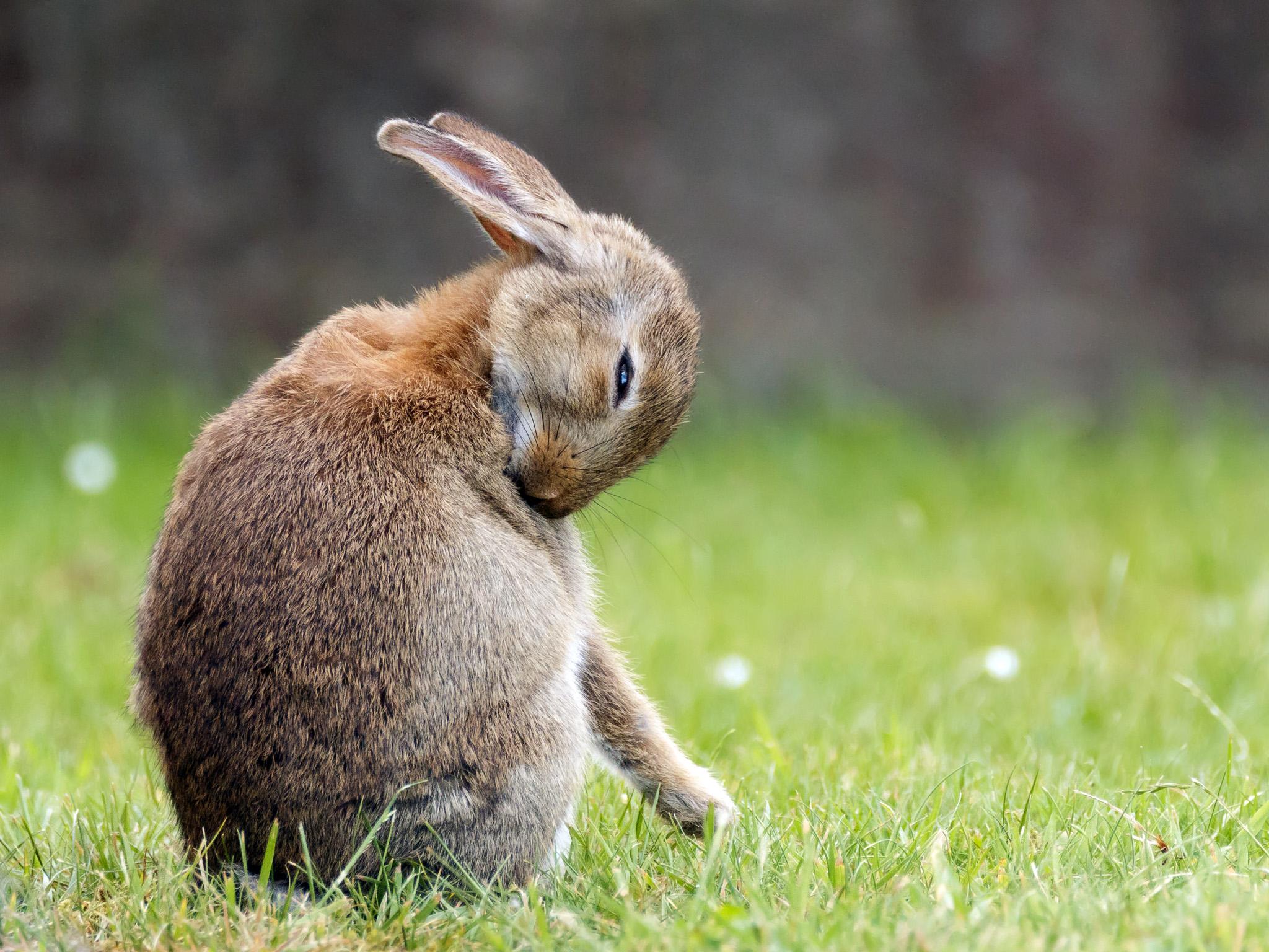 Rabbit evolution