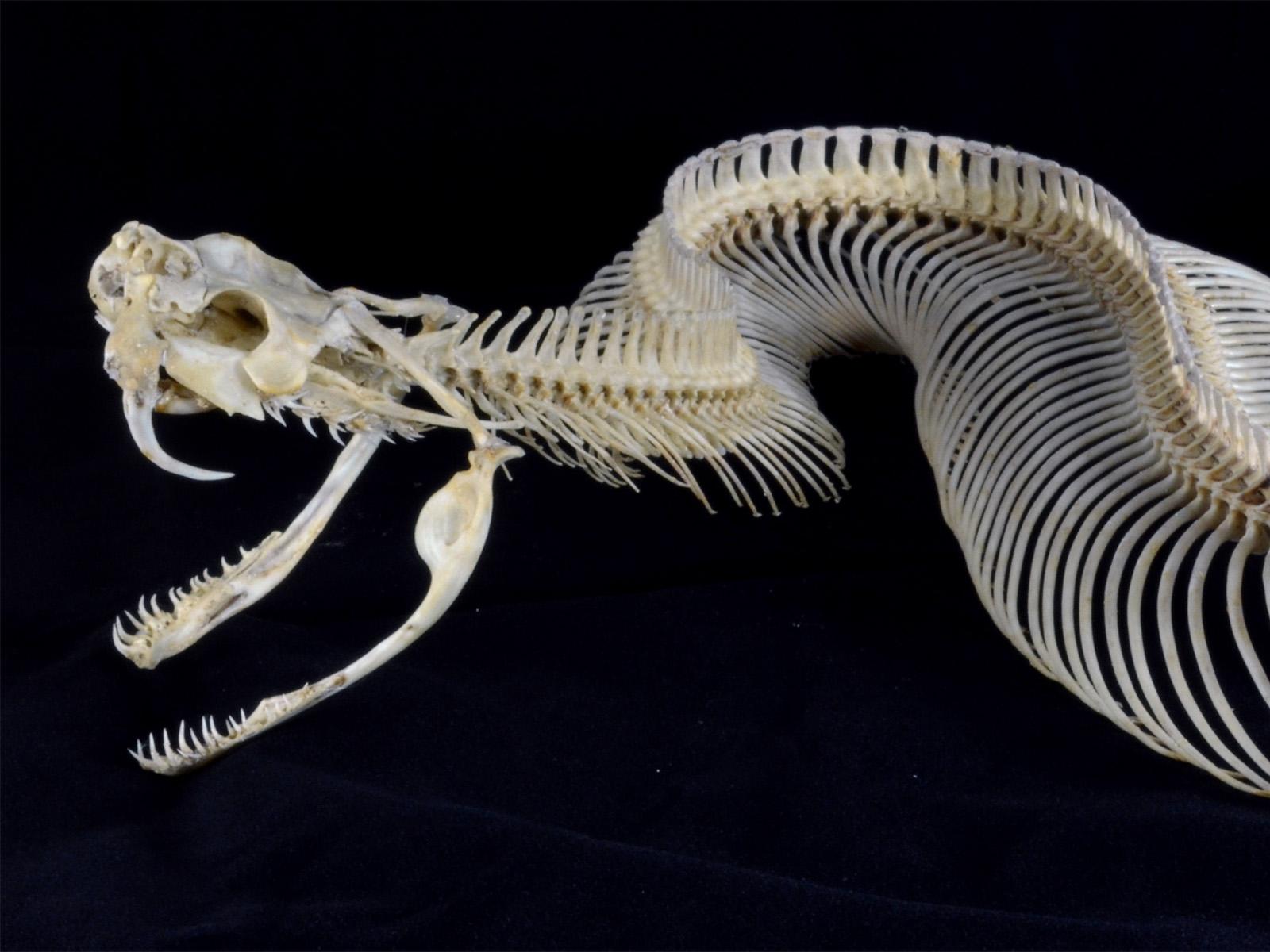 Snake skull