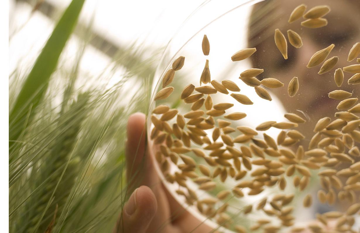 grains in petri dish