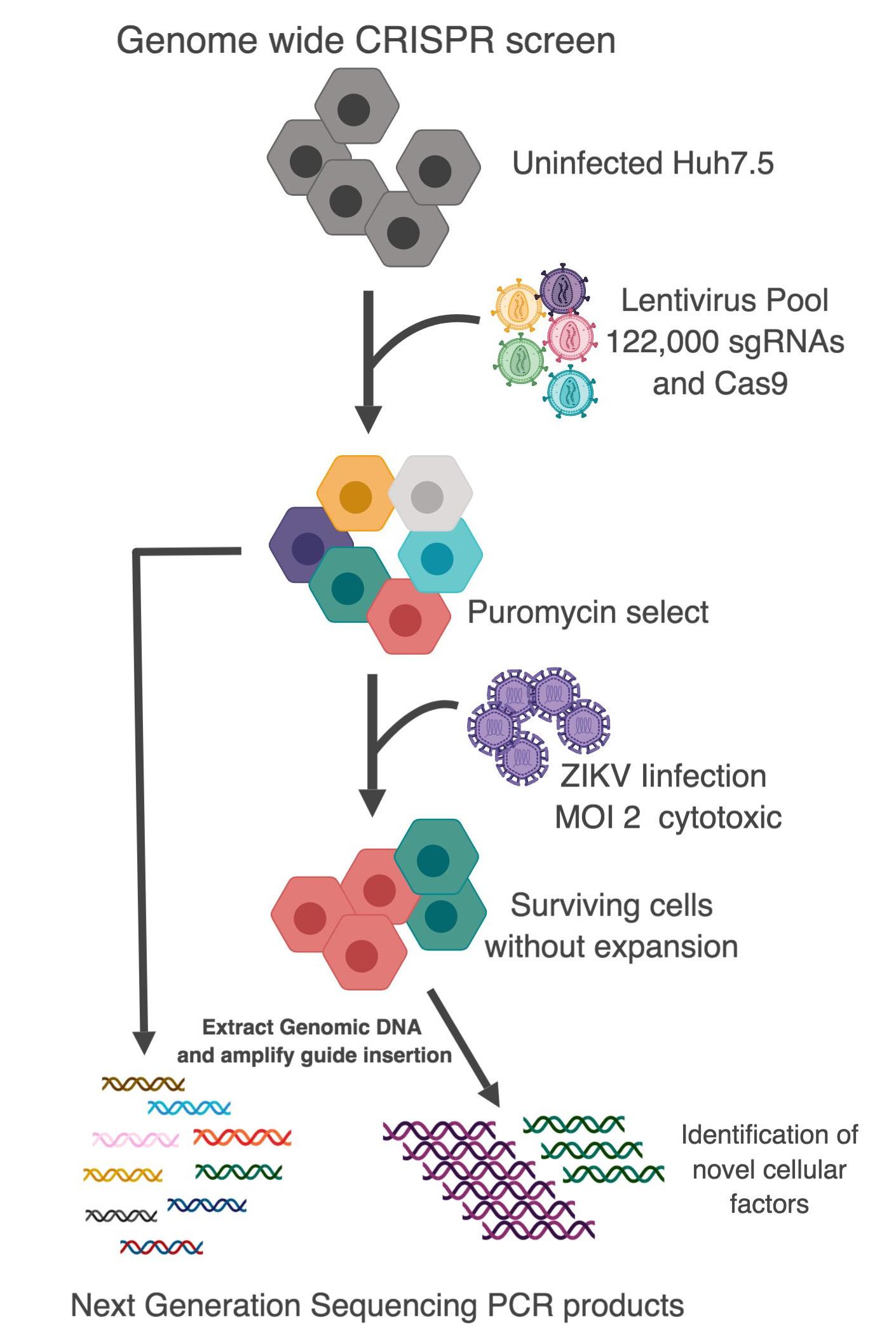 CRISPR genome wide screens & viral replication