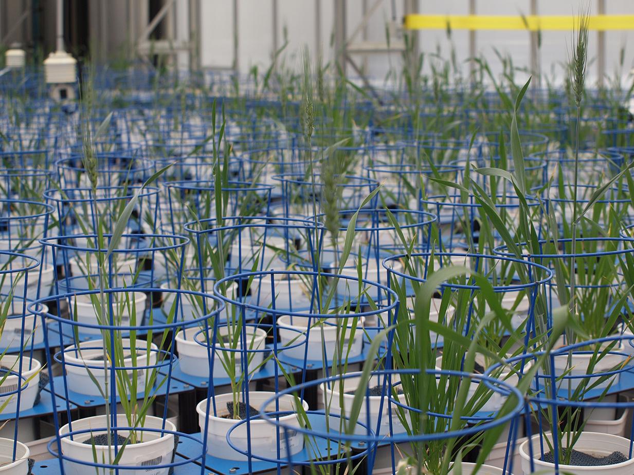 Plant accelerator