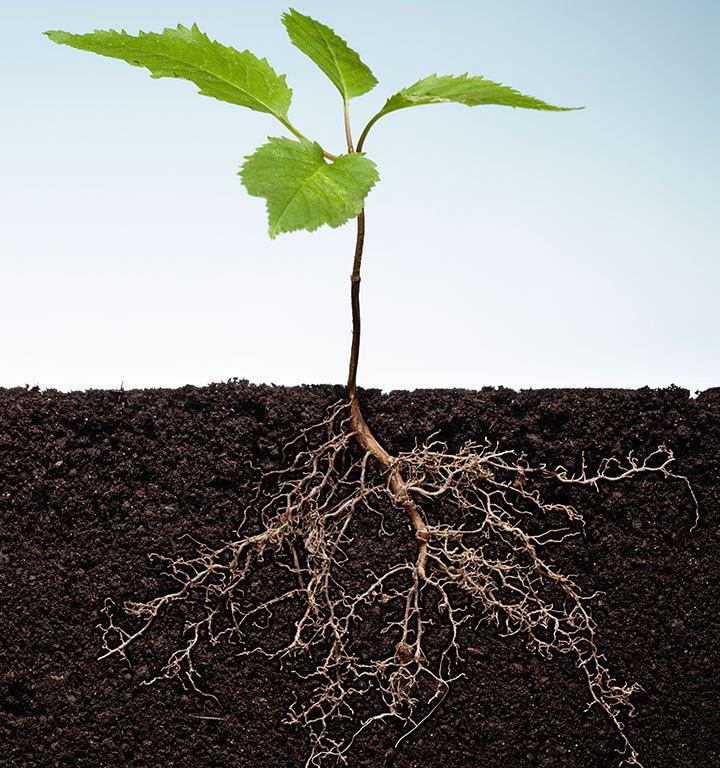 plant roots