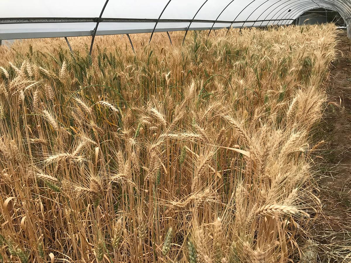 Wheat