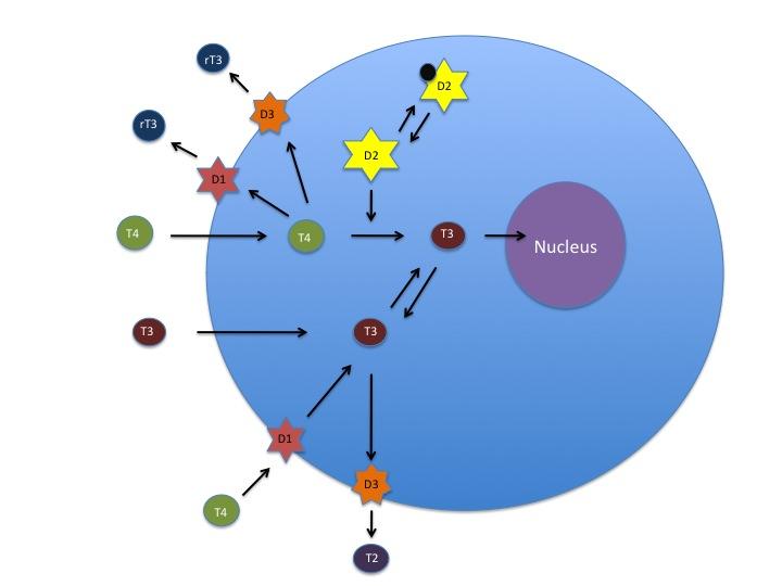 Iodothyronine deiodinase Betsy Smartt [CC0]