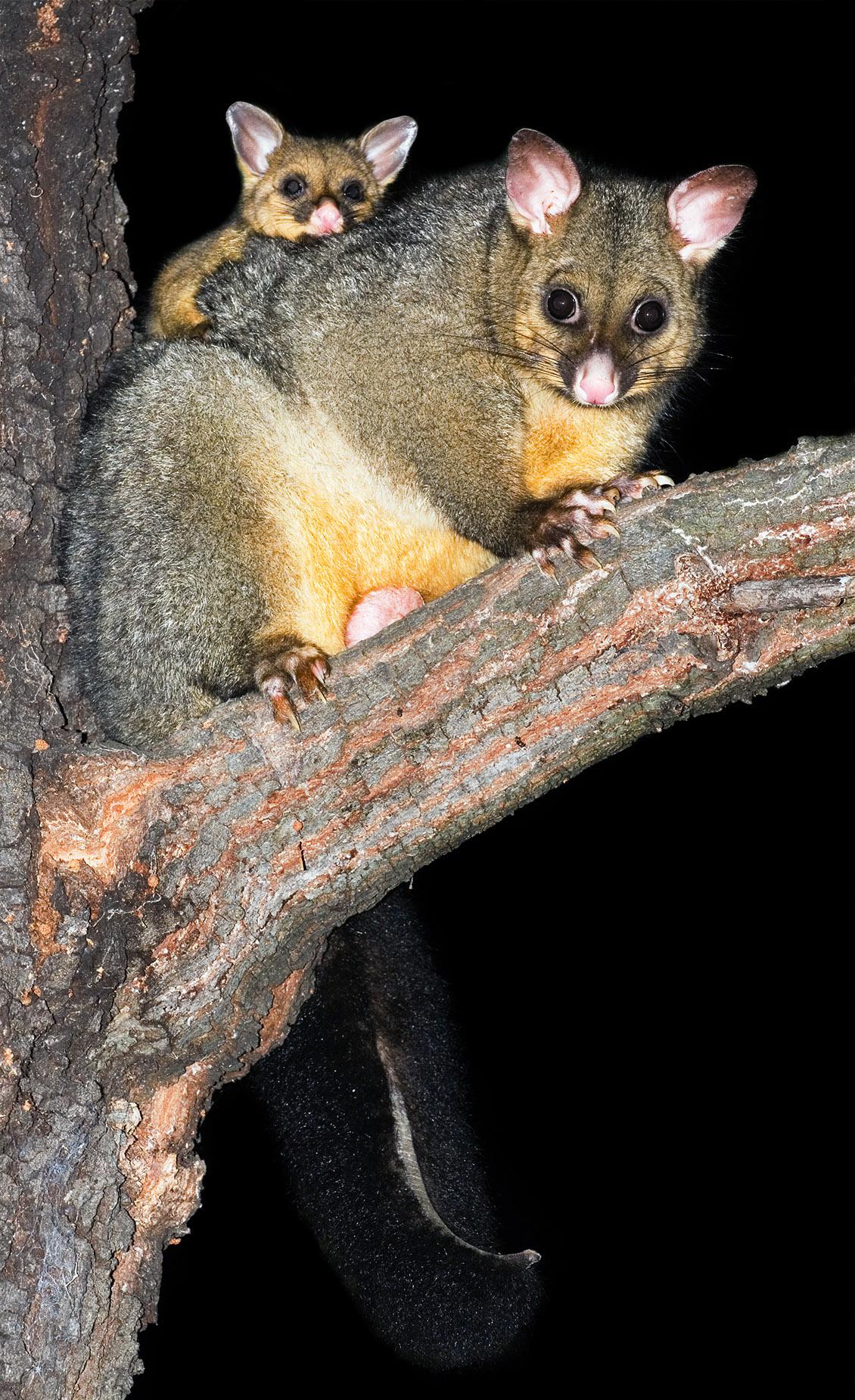 Brushtail possum JJ Harrison [CC BY-SA 2.5]