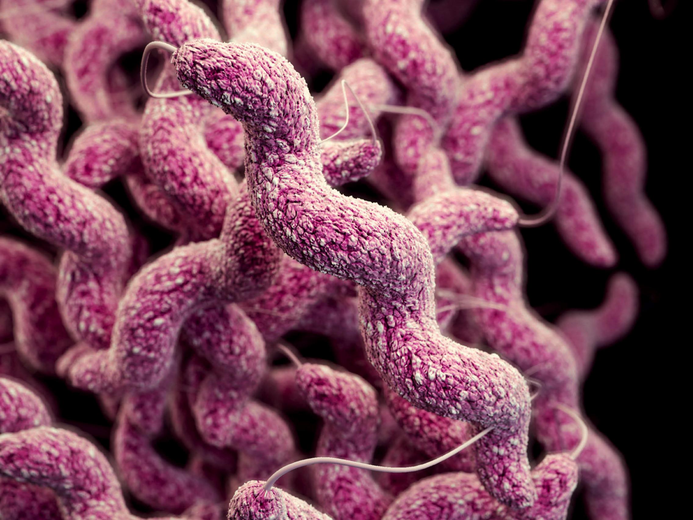 Campylobacter - CDC [Public domain]