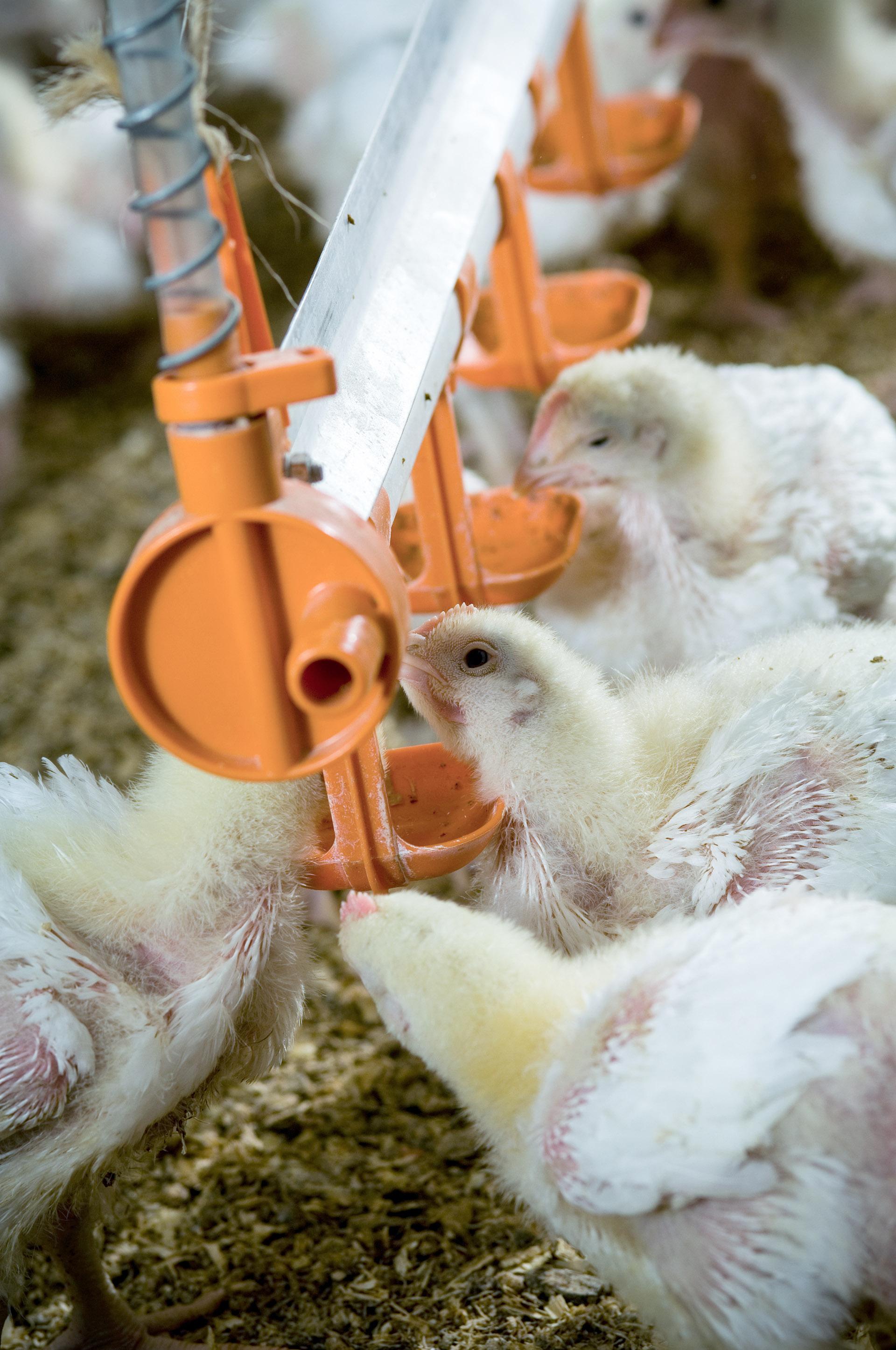 Chickens, Roseworthy