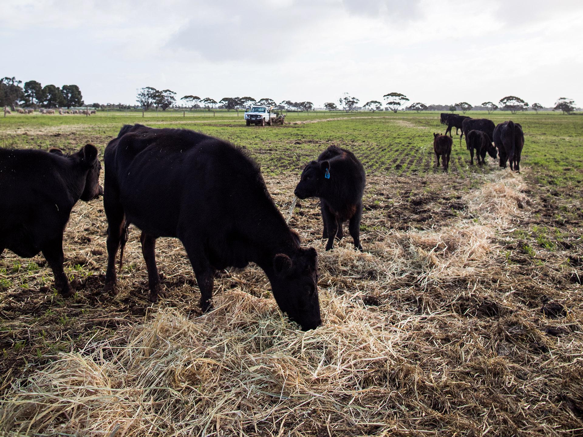 Cows Roseworthy