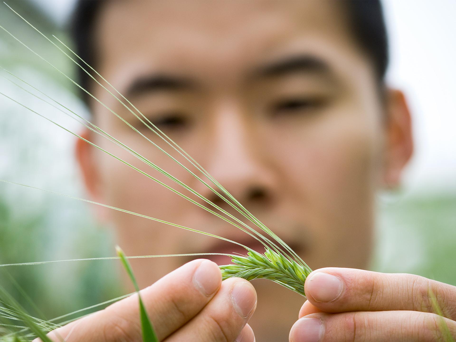 Grains for health