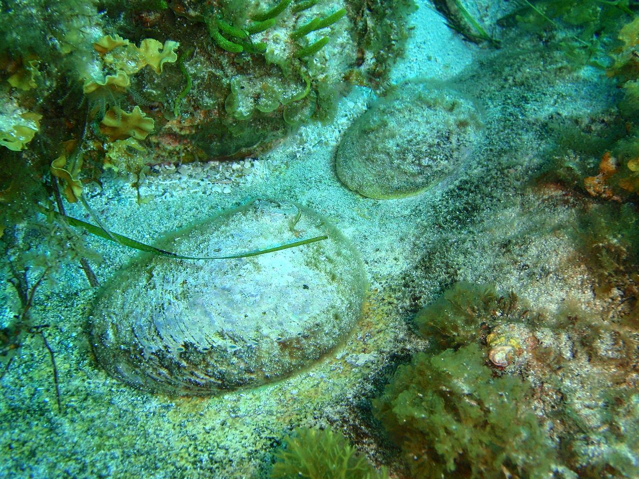 Haliotis laegivata - Green lipped abalone, Peter Southwood [CC BY-SA 3.0]