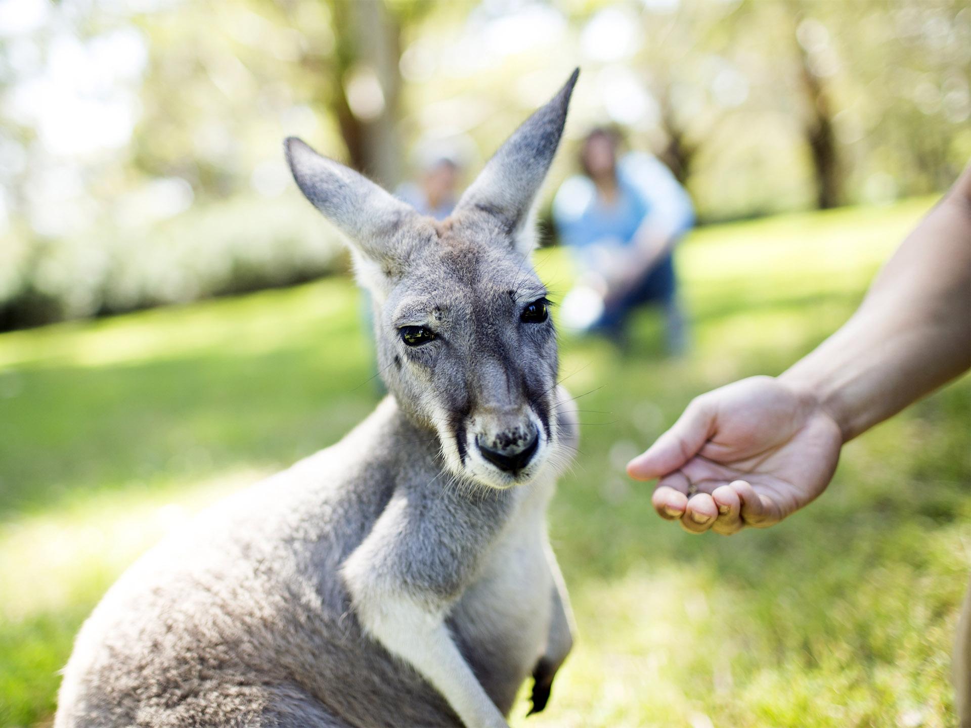 Kangaroo, Cleland 