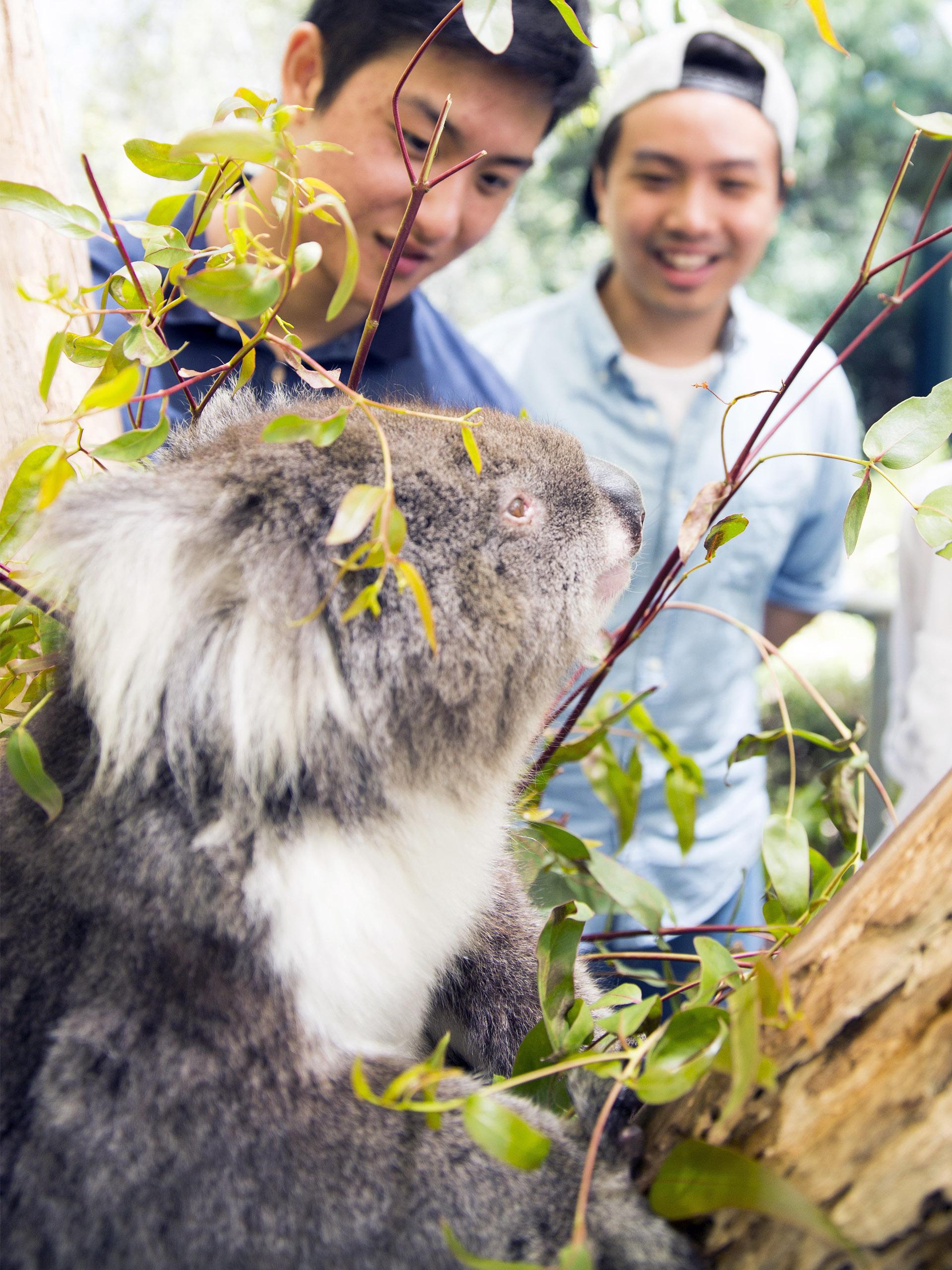 Koala, Cleland