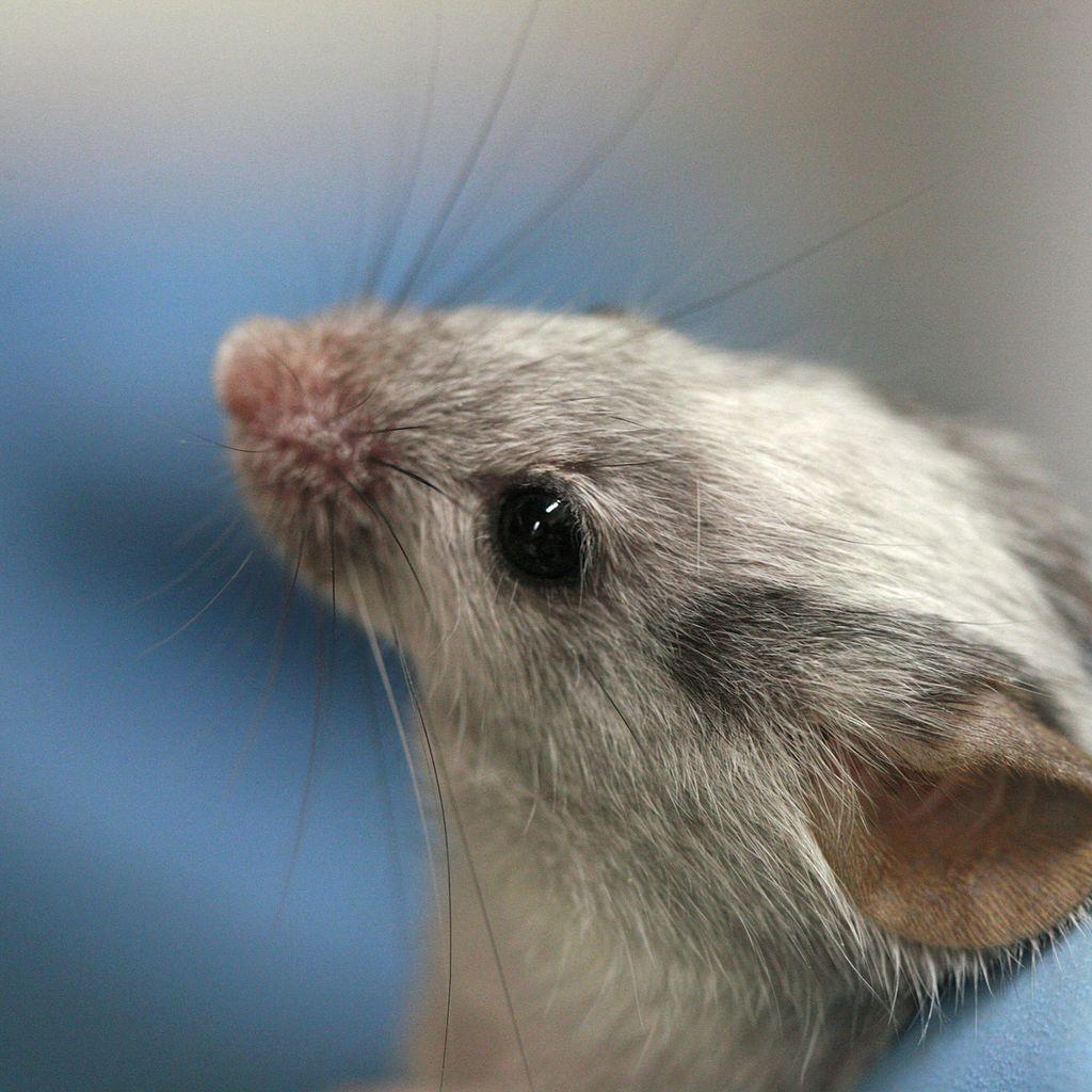 Lab mouse