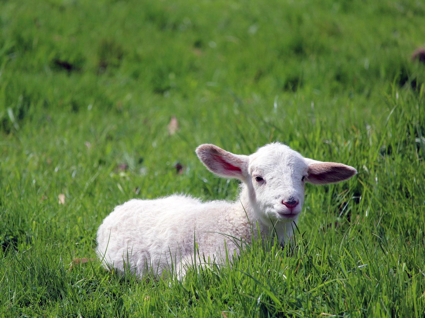 Lamb sitting in grass