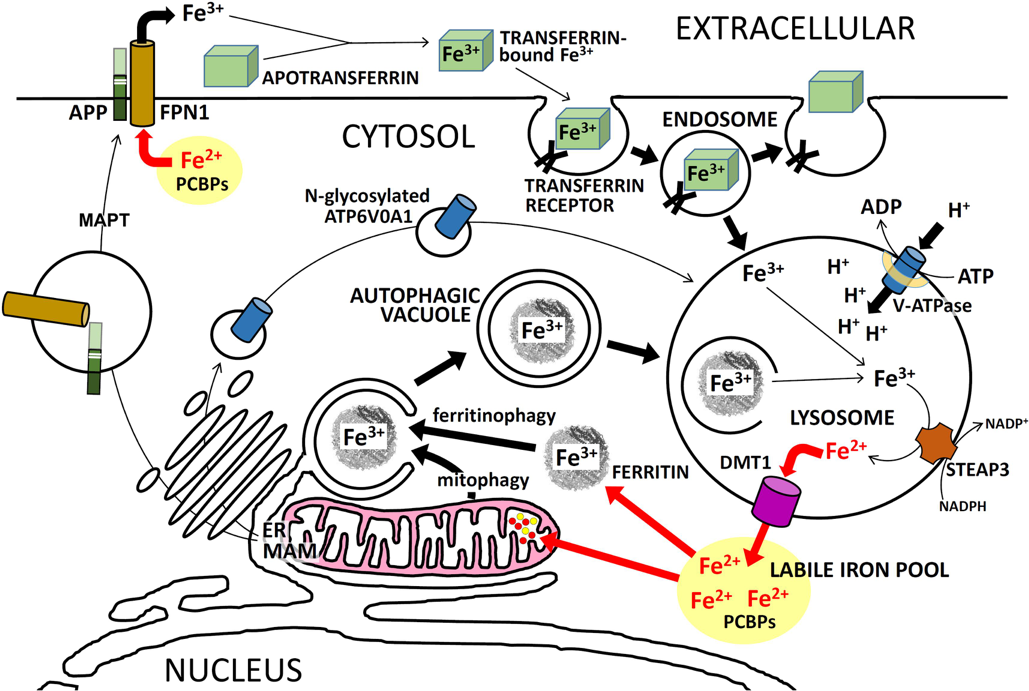 Investigate the molecular biology of the function of Alzheimer's disease genes.