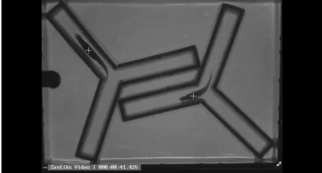 We’re undertaking behavioural analysis of zebrafish models in order to help find treatments for Alzheimer's Disease.