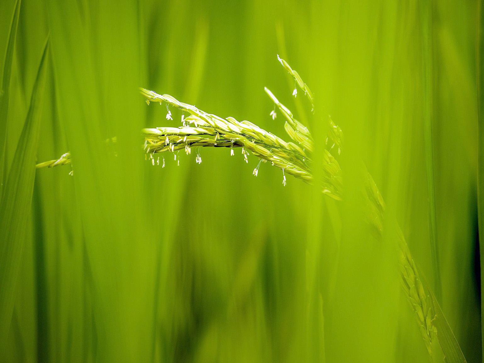 Rice flowers